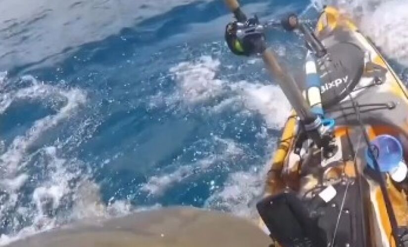 Um pescador no Havaí registrou em vídeo o momento em que um tubarão-tigre atinge o caiaque em que ele navegava.