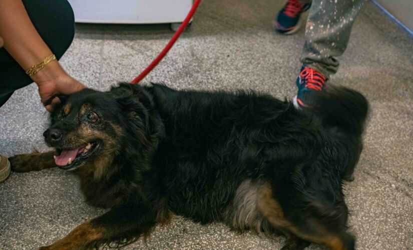 Cães e gatos do Centro de Controle de Zoonoses de Taboão da Serra esperam um novo lar