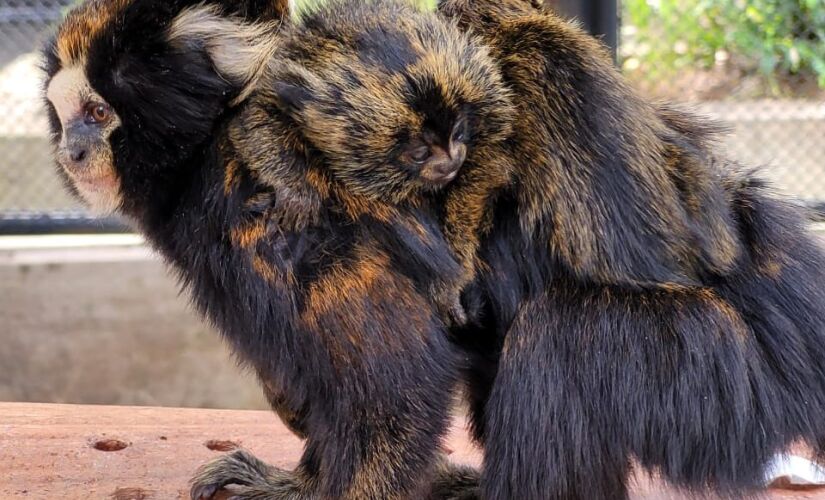 Sagui-da-serra-escuro tem como habitat a região Sudeste do Brasil