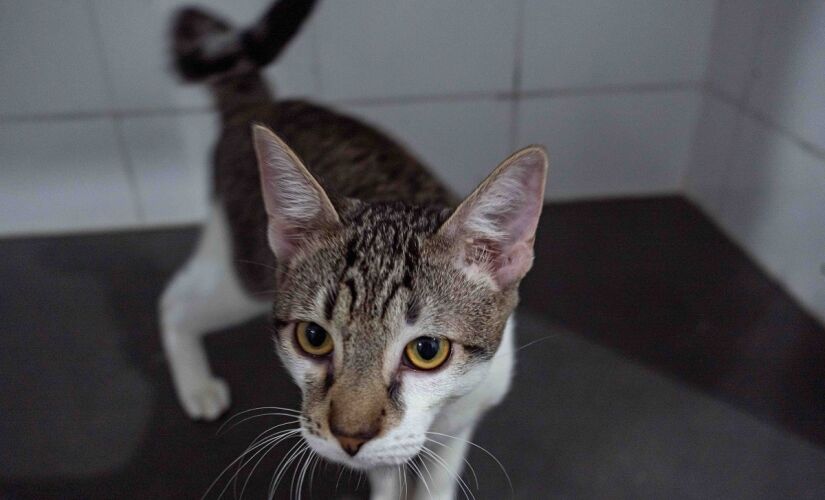 Cães e gatos do CCZ de Taboão da Serra esperam por tutores