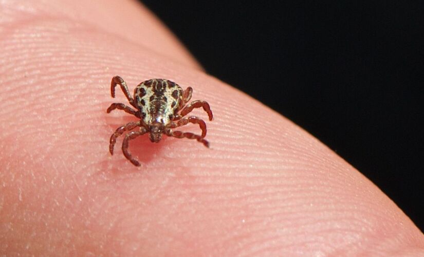 Enfermidade é causada pela bactéria Rickettsia rickettsii, transmitida por alguns tipos de carrapatos