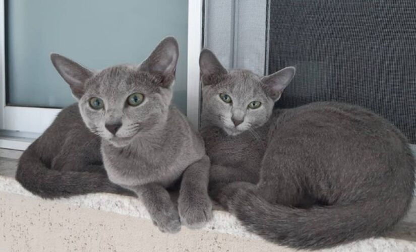 Raça blue russian estará presente na quarta edição da Expo Gatos Sorocaba 