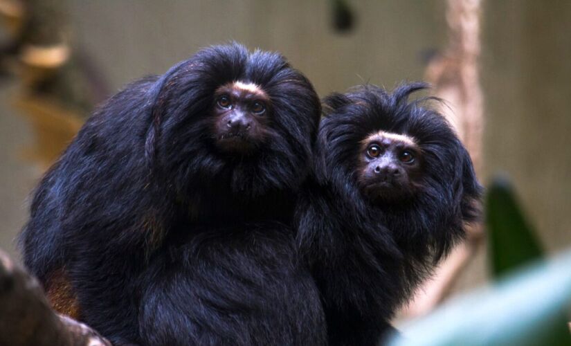 Em março, foram identificados filhotes do sagui-da-serra-escuro, conhecido popularmente como sagui-caveirinha