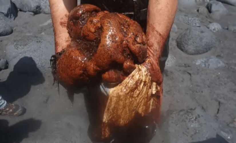 A pedra de âmbar gris encontrada no intestino da baleia pesa 9,5 quilos