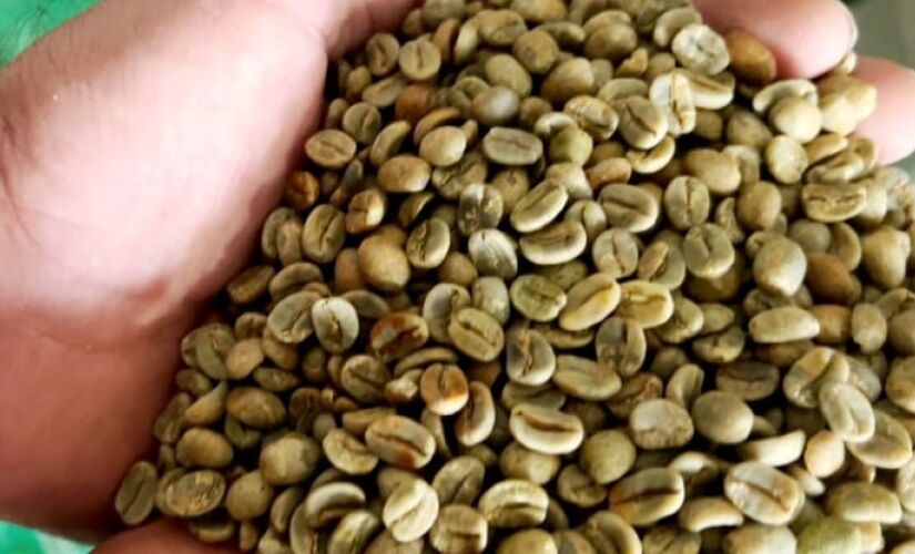 Minas Gerais é o maior estado produtor de café do país e responde por 50% do total brasileiro.