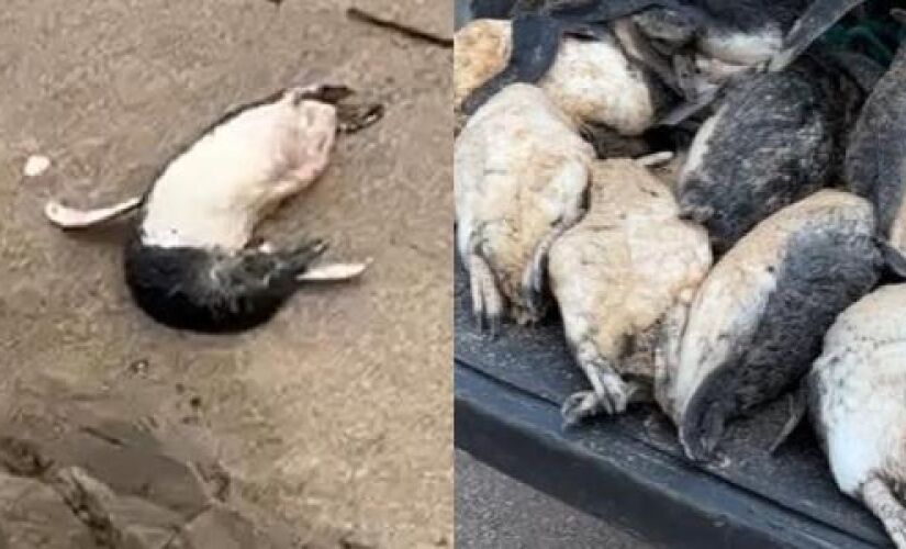 Outra suspeita é de que a mudança na temperatura das águas, também causada por eventos climáticos, tenha afetado a saúde dos animais