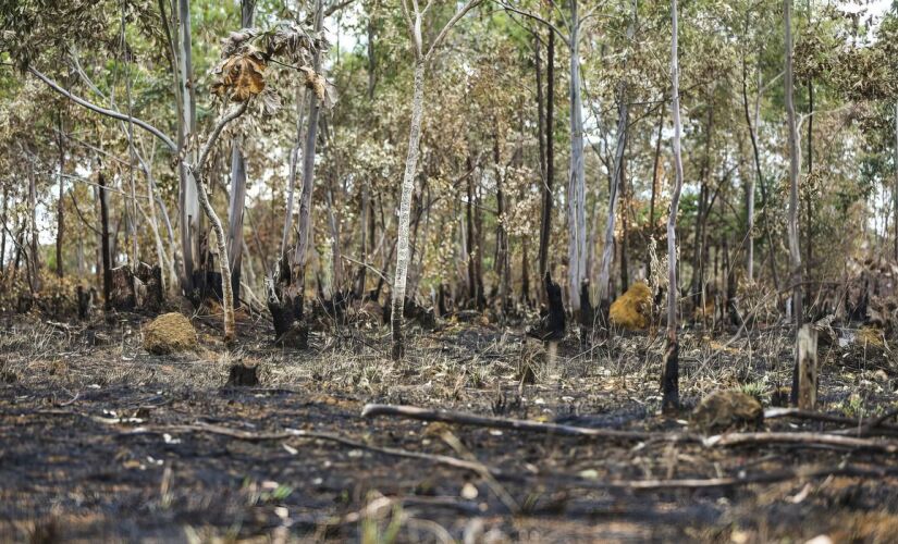 A recuperação dessas áreas degradadas é essencial não apenas para restaurar os ecossistemas, mas também para garantir o desenvolvimento sustentável do estado