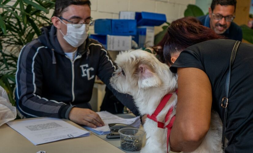 Cães e gatos serão castrados e microchipados neste sábado, 26 de agosto, durante mutirão do CCZ de Taboão da Serra