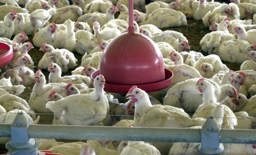 Segundo o Ministério da Agricultura e Pecuária, o Brasil continua livre de gripe aviária para aves comerciais