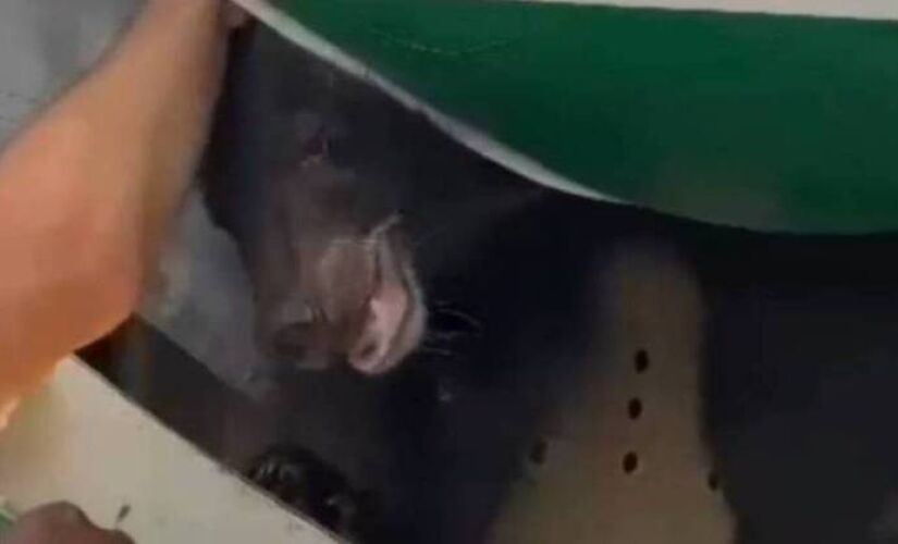 Urso fugiu de dentro de sua jaula e precisou ser sedado 