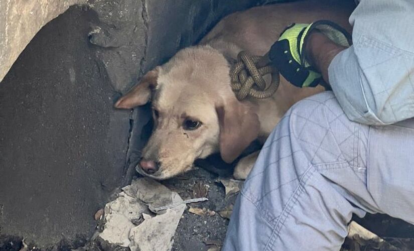 Cachorro é resgatado de dentro de bueiro