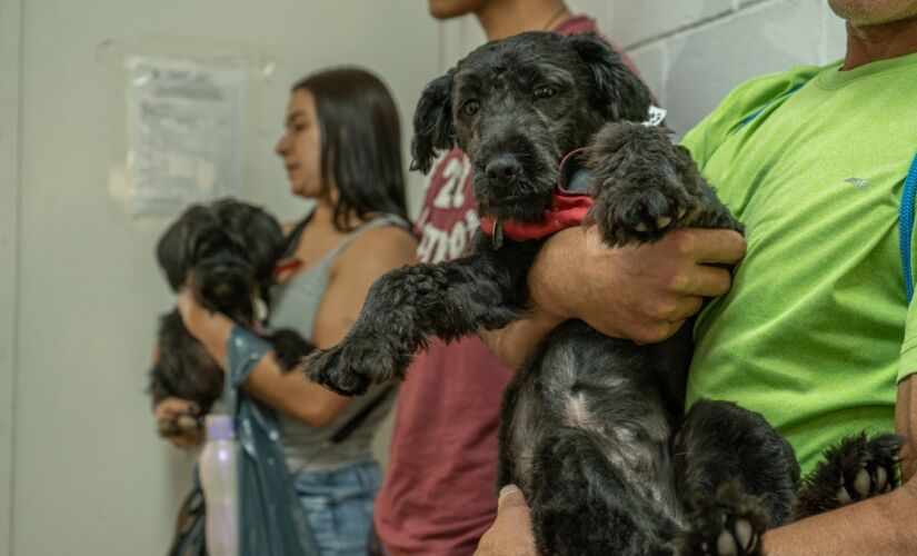 Na última ação em Taboão da Serra, realizada em agosto, mais de 130 animais foram contemplados