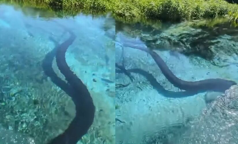 Segundo Célio, que trabalha nesse tipo de área há mais de 25 anos, o espécime tem o ambiente aquático como o seu habitat natural