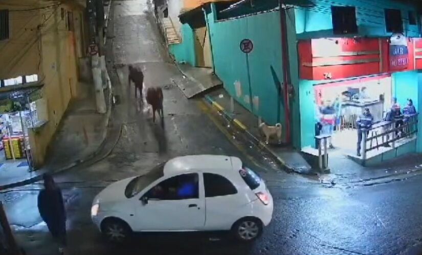 Momento do acidente com os cavalos em São Bernardo do Campo