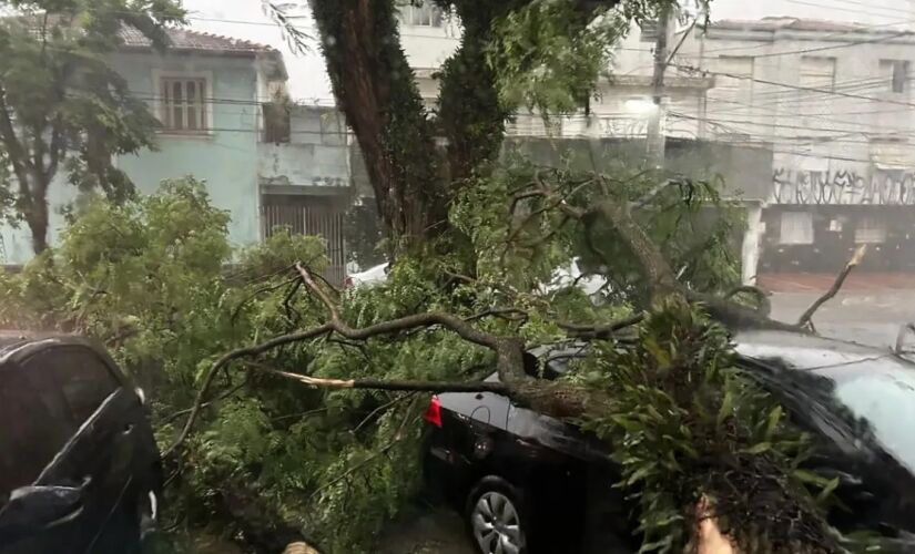 As pessoas foram atingidas por árvores ou muros que caíram durante a chuvachuva