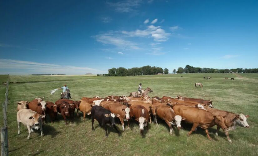 A pretensão do governo é regenerar até 40 milhões de hectares de pastagens em um período entre 10 e 15 anos