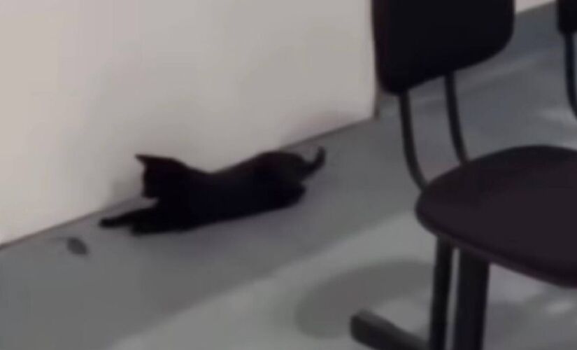 Nas imagens, é possível ver um gato correndo atrás do rato pelo PAT de Cubatão 