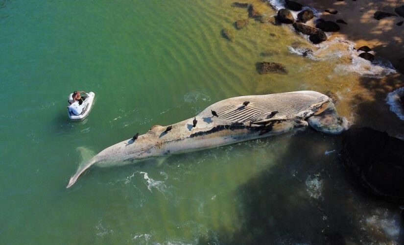 Baleia em decomposição encontrada perto da Ilha Anchieta, em Ubatuba 