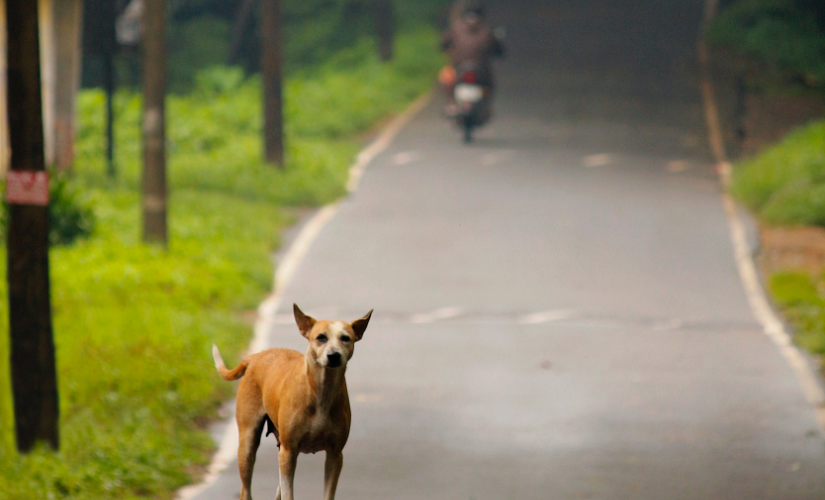 Ele ainda consta que se a rodovia estiver sob concessão, a concessionária será obrigada a prestar socorro aos animais e incluir campanhas de prevenção ao atropelamento