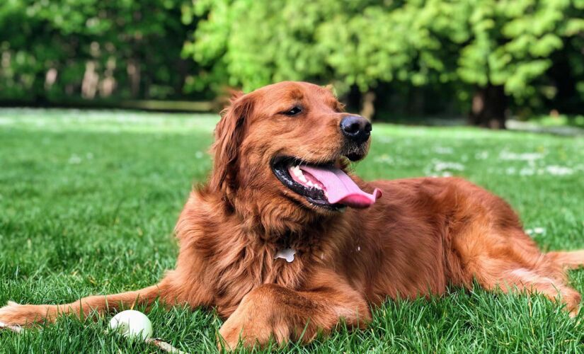 Veterinários contaram como deixar seu pet seguro e saudável neste verão com altas temperaturas 