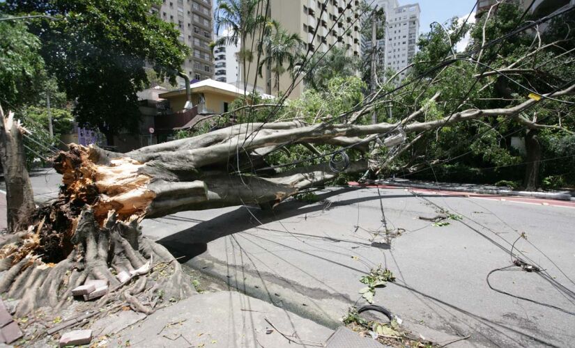 Queda de árvore na cidade de São Paulo após fortes chuvas