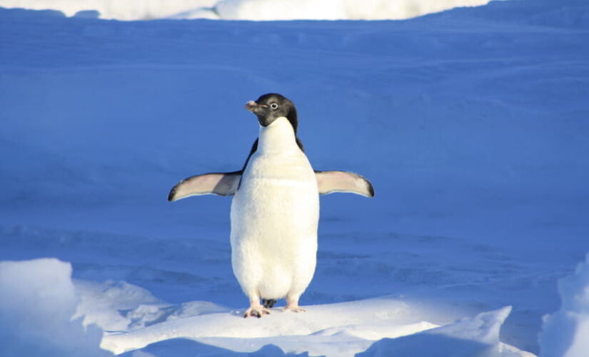 Apesar da associação quase imediata entre a Antártida e os pinguins no imaginário das pessoas, o fato é que a maioria das cerca de 20 espécies do grupo não vive em território antártico