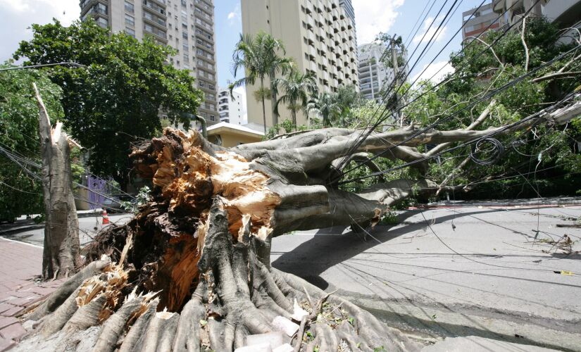 Uma árvores de grande porte caiu e arrastou a fiação elétrica da avenida Juriti e da rua Tuim