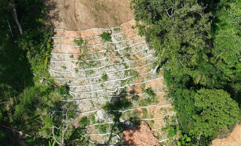 A ação para estabilizar as marcas de deslizamentos nas encostas no município de São Sebastião foi iniciada em novembro e recuperou 2,1 hectares