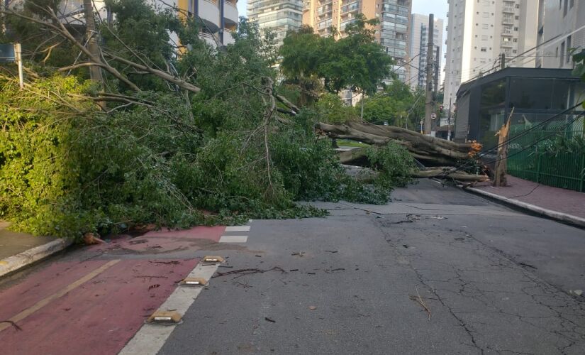 Árvore caída na região de Moema, na zona sul de São Paulo