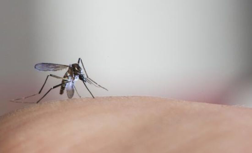 Consideradas doenças tropicais negligenciadas pela OMS, chikungunya e zika são arboviroses transmitidas por mosquitos do gênero Aedes