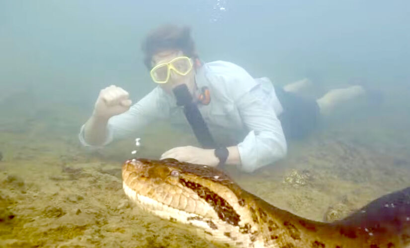 Biólogo holandês nada ao lado de sucuri gigante em rio de águas cristalinas de Bonito