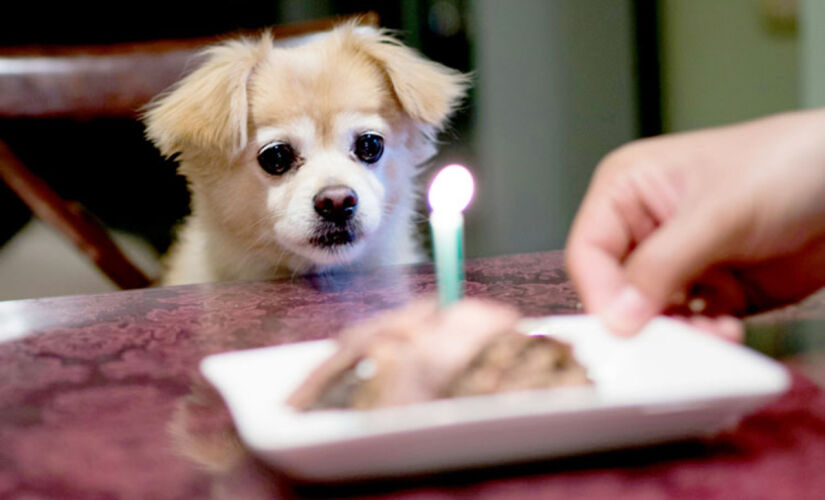 Os pets não possuem o mesmo metabolismo dos seres humanos, por isso é necessário ter muito cuidado com o que podem ou não comer