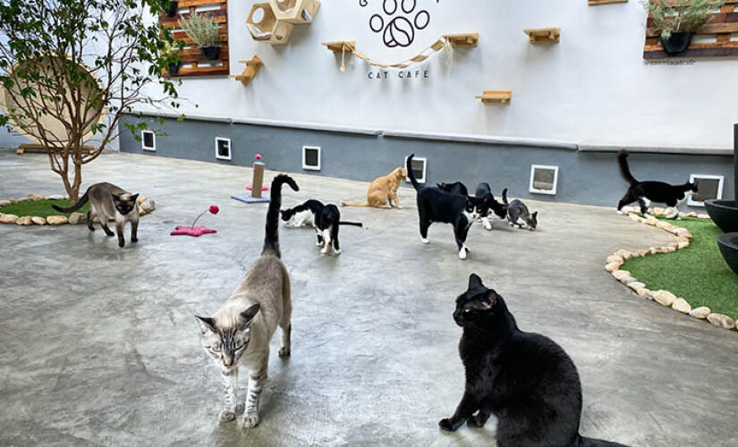 Surgidos em Taiwan, no final da década de 1990, os cat cafés se popularizaram na Ásia, especialmente no Japão. na foto, o Gateria Café, em São Paulo