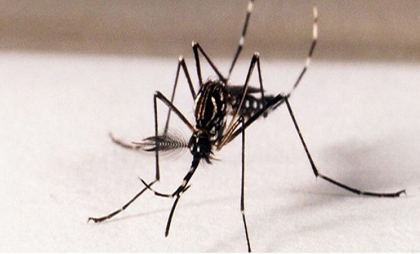 Mosquito transmissor da dengue, Aedes Aegypti