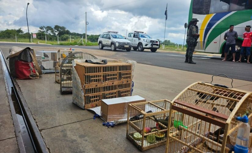 Os policiais realizavam bloqueio na via quando se depararam com um ônibus alvo de uma denúncia sobre transporte ilegal de aves