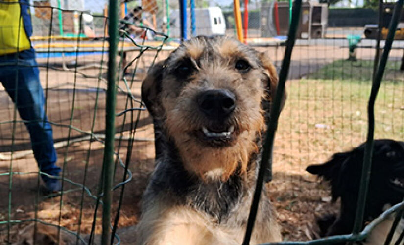 Mais de 90 animais estão à espera de um novo lar, todos eles já receberam vacinas, foram castrados e vermifugados