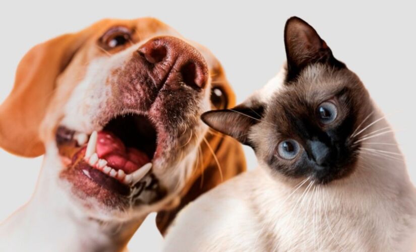 Nova lei prevê pena de dois a cinco anos de prisão, além de multa e perda da guarda do animal
