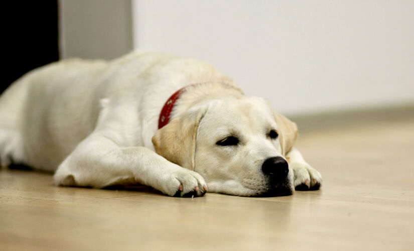 Alguns cachorros podem apresentar reações que preocupam muito seus tutores