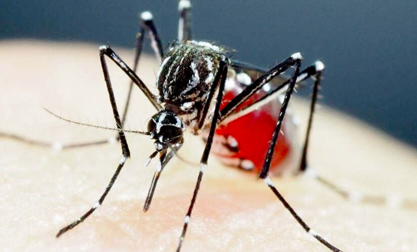 Número de mortes por dengue chega a 31 no Estado de SP; confira cidades que registraram óbitos 