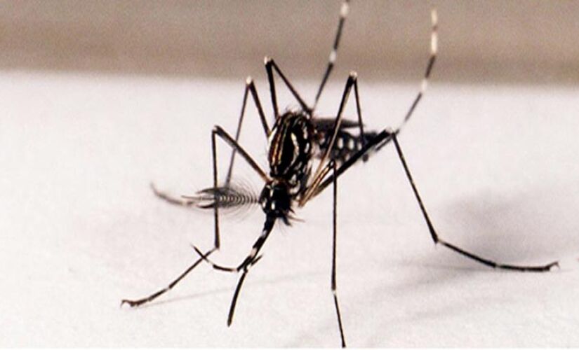 A origem do Aedes aegypti no Brasil se deu através das grandes navegações e pelo tráfico negreiro