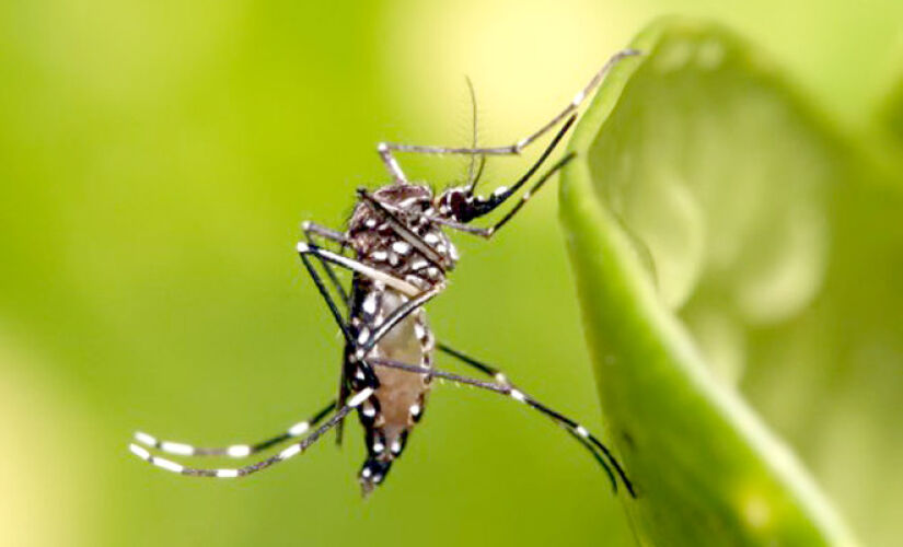 Nesta terça-feira (19), segundo os dados divulgados pela Secretaria Estadual da Saúde (SES), o estado de São Paulo já registra 91 óbitos causados pela dengue