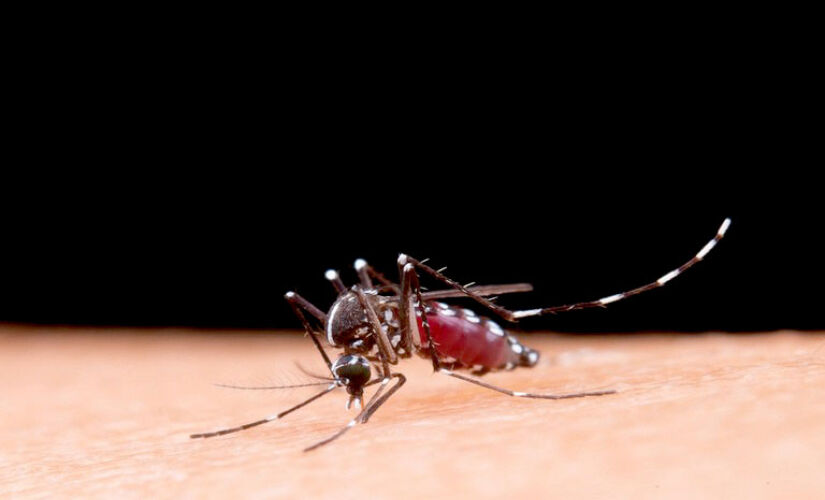 O estado de São Paulo já registra 58 mortes causadas pela dengue em 2024; o número de casos confirmados da doença é de 189.368