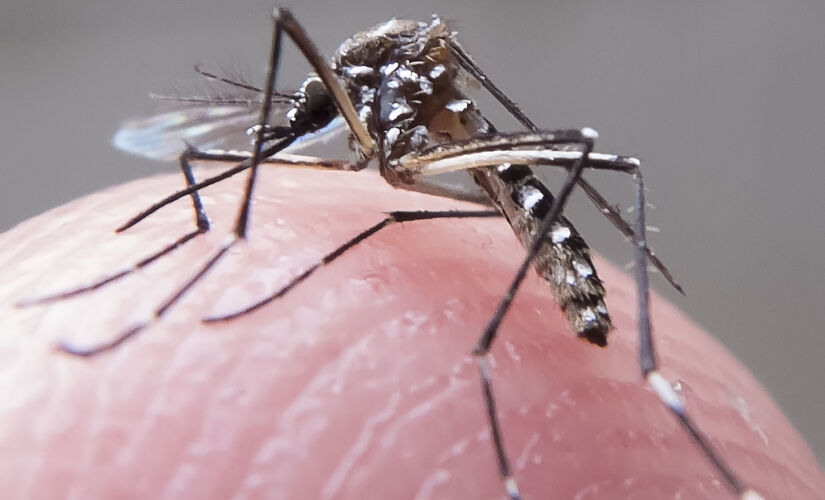 Zona norte de São Paulo é uma das regiões que mais teve um aumento no número de ocorrências de dengue na Capital