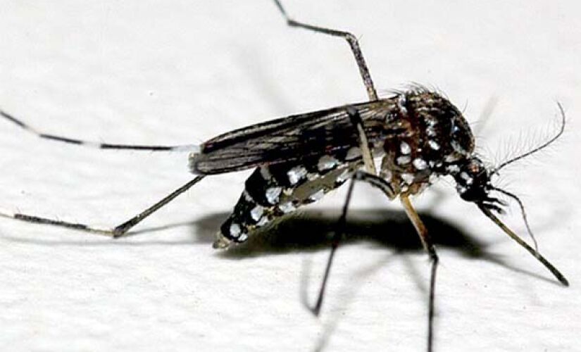 Epidemia de dengue atinge todos os bairros de SP