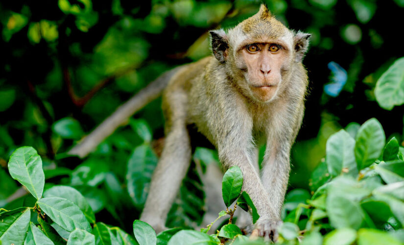 Homem é infectado com vírus letal após mordida de macaco em Hong Kong