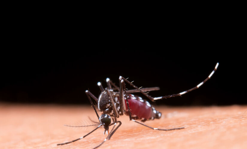 A malária geralmente é transmitida através da picada da fêmea do mosquito Anopheles, infectada por Plasmodium