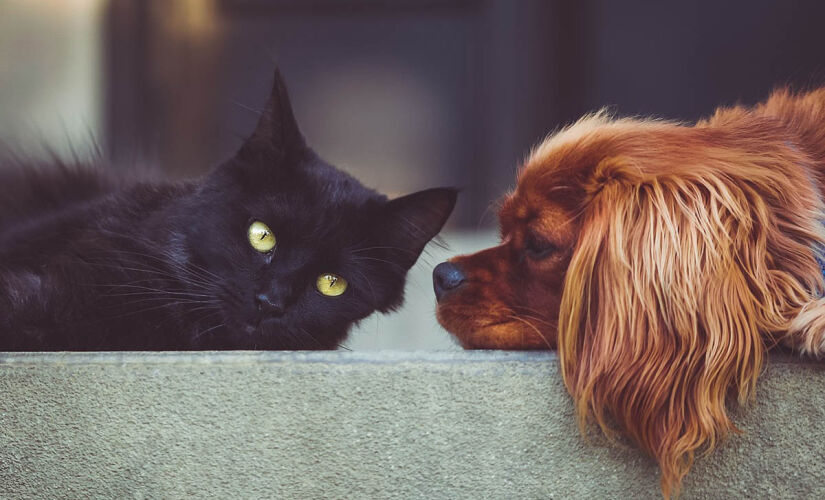 O governador de São Paulo, Tarcísio de Freitas (Republicanos), sancionou nesta quinta-feira (11/07) a lei que proíbe a venda de cães e gatos em vitrines no Estado