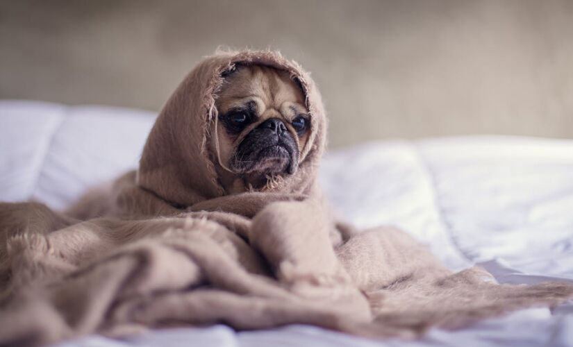 Porte não é a única característica a ser observada ao escolher um cão para viver em apartamentos pequenos