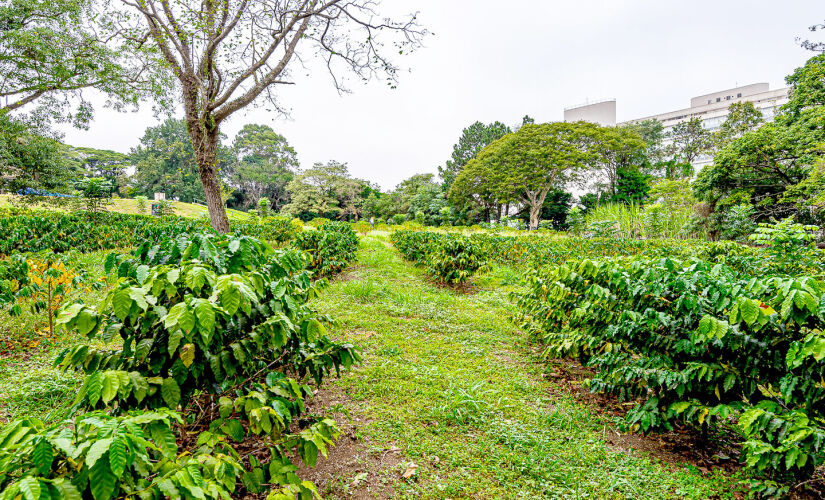 Cafezal Instituto Biologico  