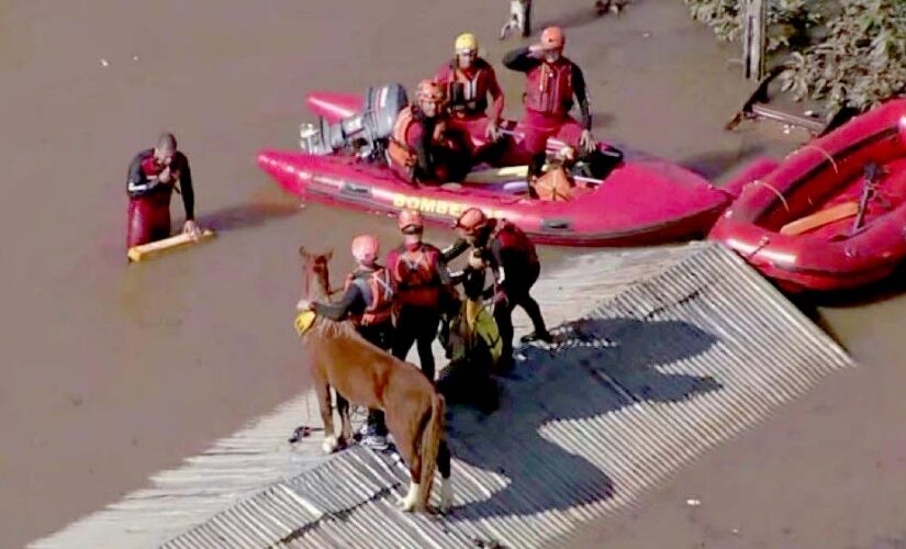 O salvamento do cavalo Caramelo, que ficou ilhado quatro dias em um telhado de uma casa em Canoas, no Rio Grande do Sul, viralizou e causou comoção nas redes sociais nesta quinta-feira (9)